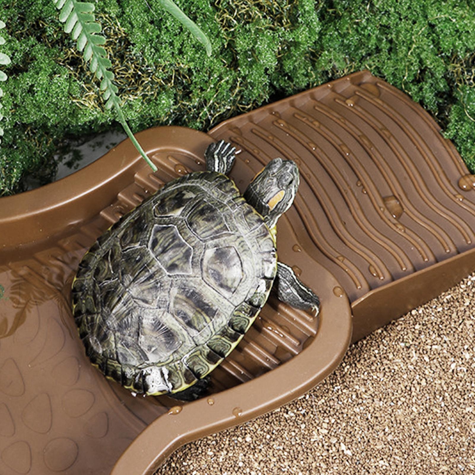 Reptilien-Badebecken mit Rampe – Water Dish Reptile Bewertung und Preis